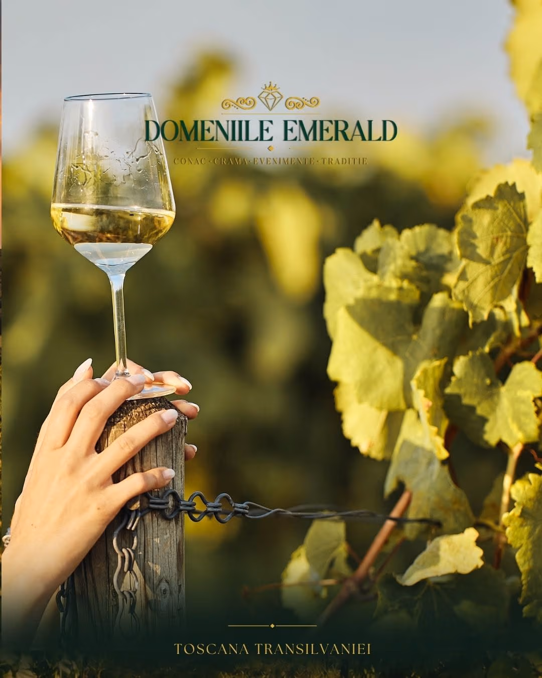 Pahar cu vin alb ținut pe un stâlp de vie, în podgoria Domeniilor Emerald