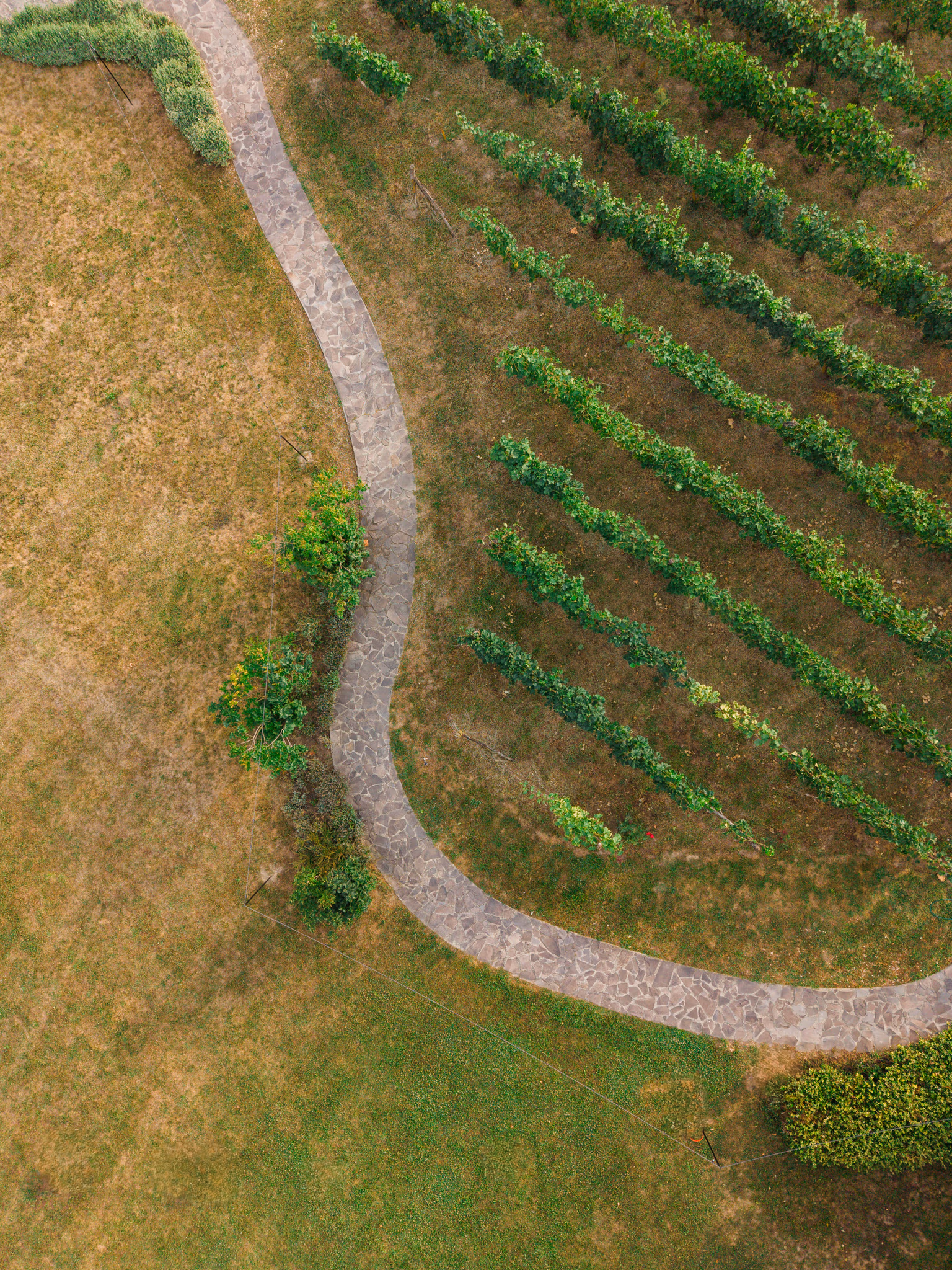 Vedere panoramică dronă locatie nuntă Petry Winery