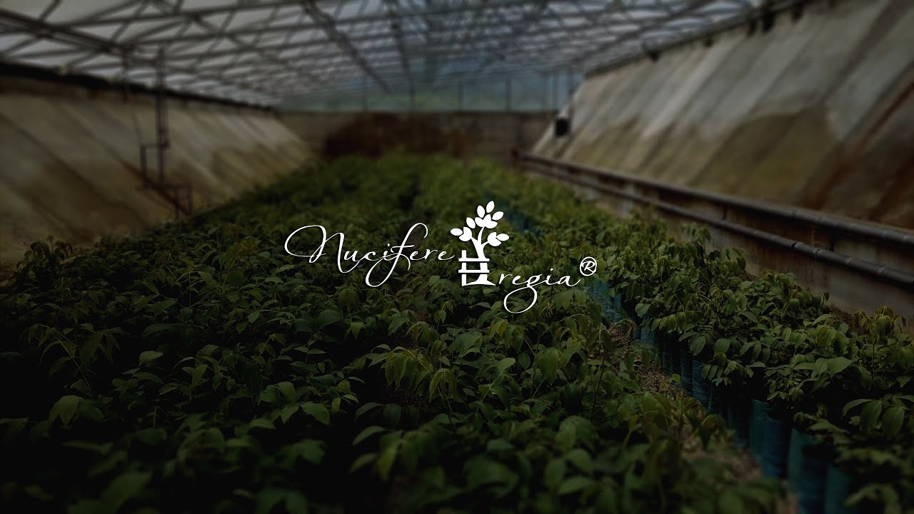 Nucifere Regia [4K] © www.majosdaniel.ro