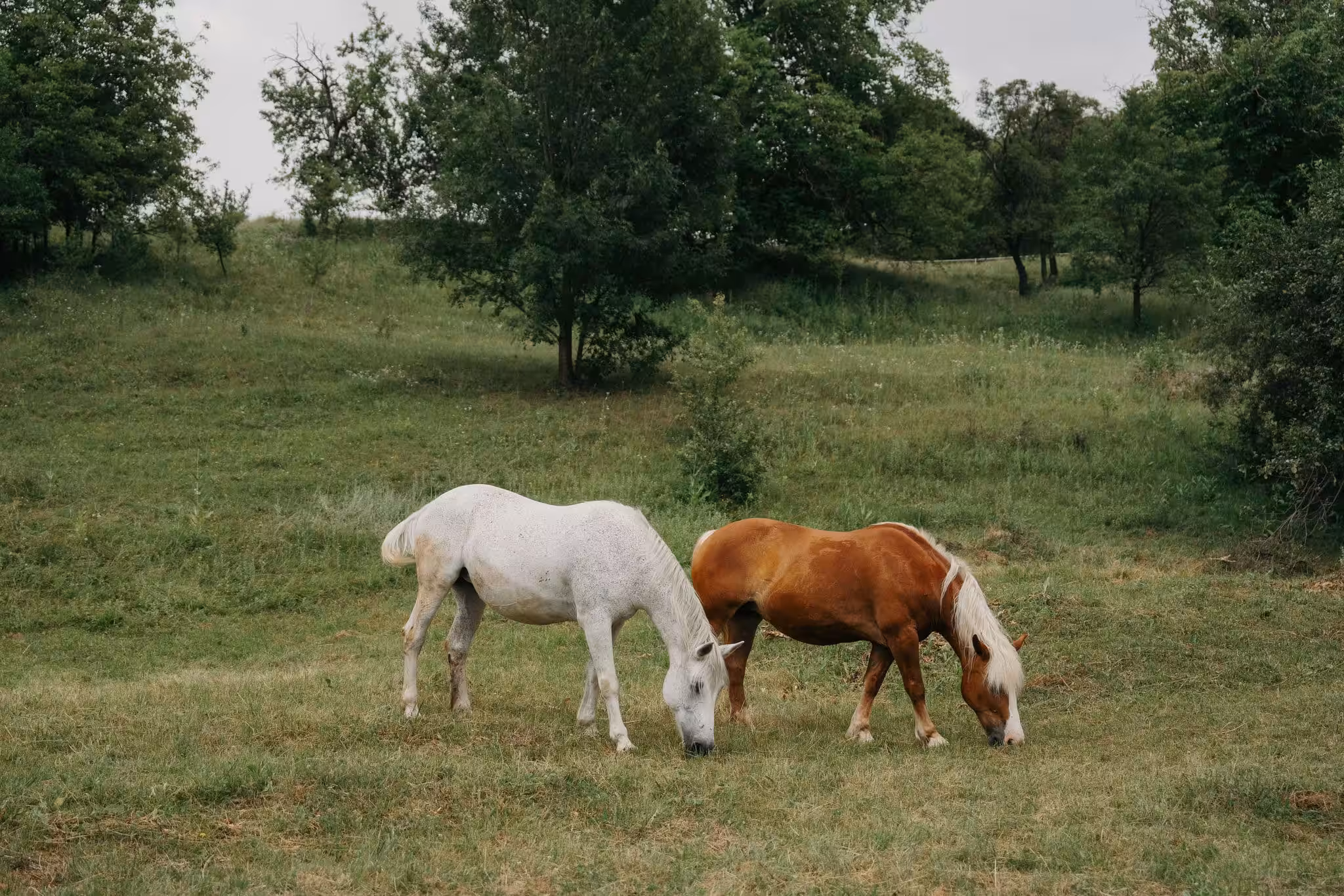 Nunta in aer liber mures valea verde